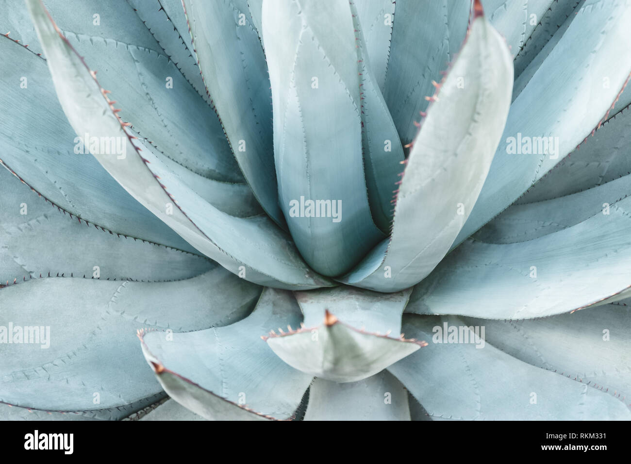 Blue agave leaves. Tropical succulent plant texture. Stock Photo