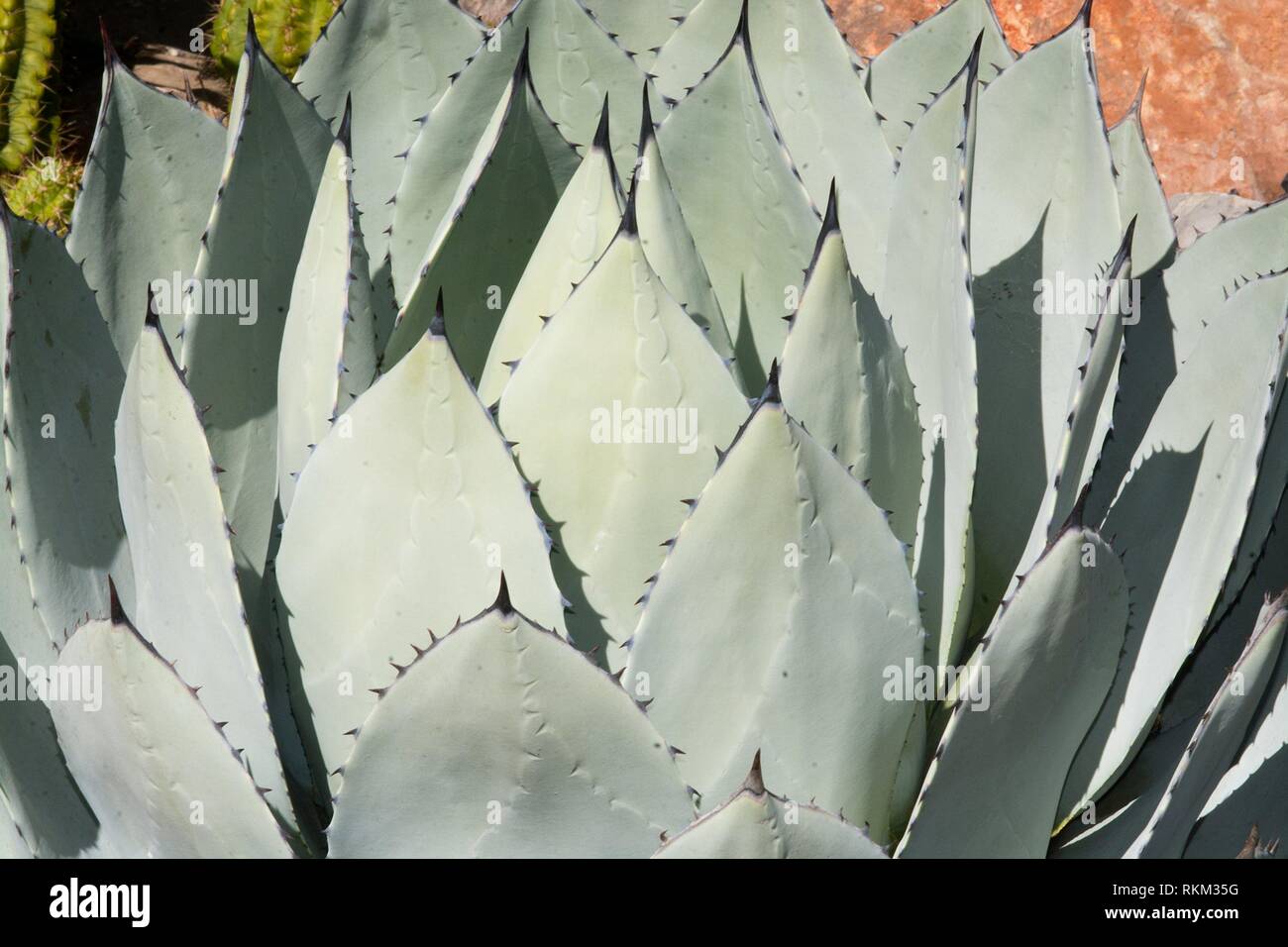 Succulent aloe plant closeup with spikey ends background. Stock Photo