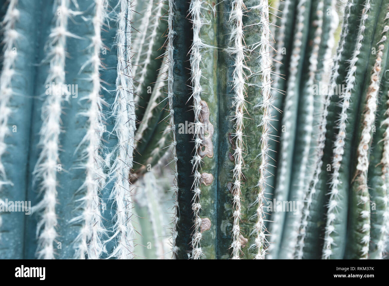 Close-up of prickly turquoise cacti. Shades of turquoise and green. Stock Photo