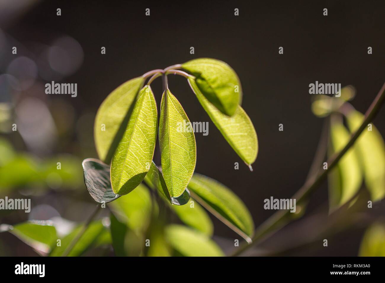 Akebia quinata chocolate vine hi-res stock photography and images - Alamy