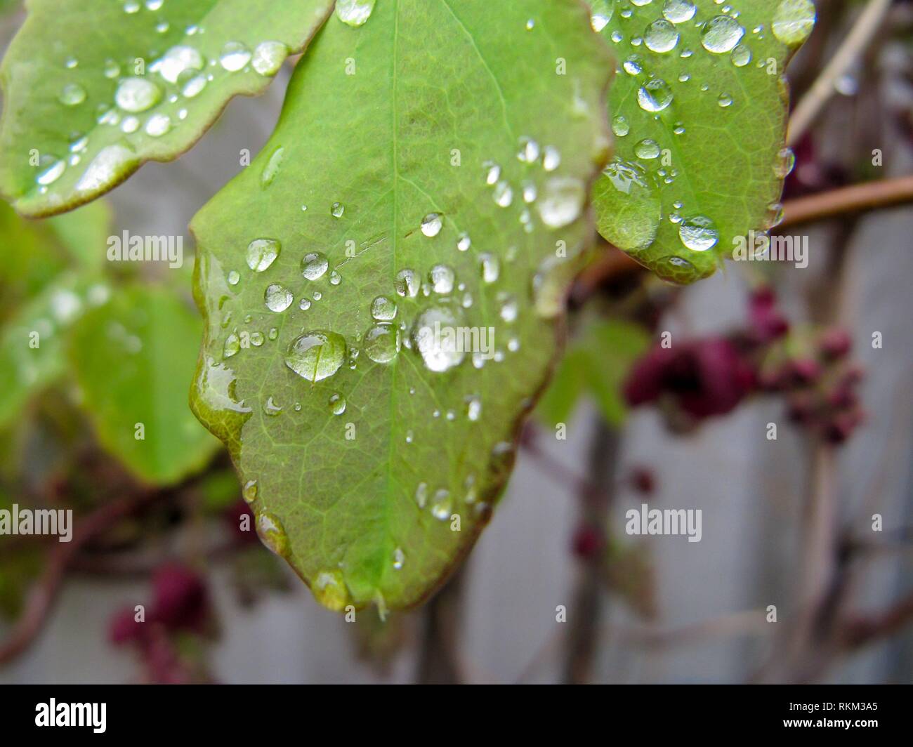 Akebia Quinata Chocolate Vine High Resolution Stock Photography and ...