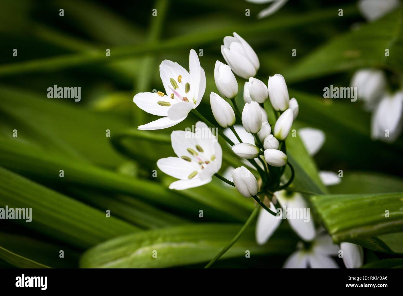 Small white delicate Allium flowers. Stock Photo