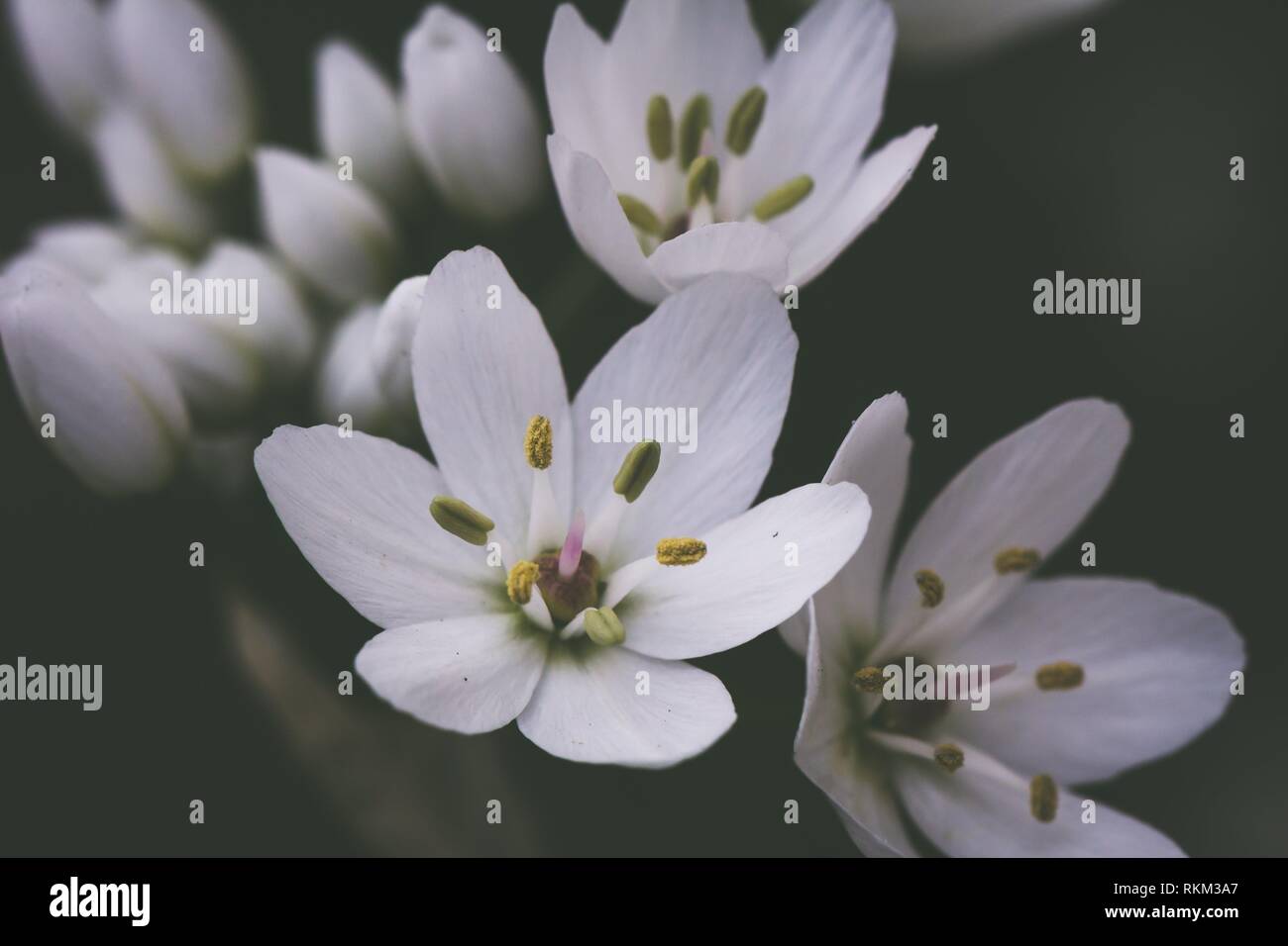 Small white delicate Allium flowers. Stock Photo
