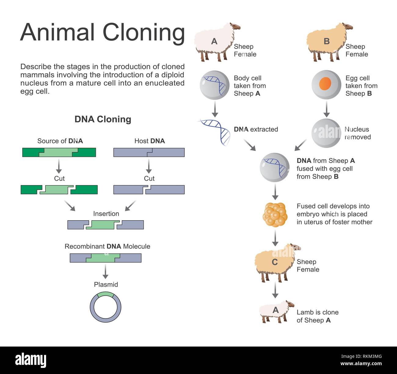 Cloning is the most recent evolution of selective assisted breeding in animal  husbandry. Cloning animals is a reliable way of reproducing superior Stock  Photo - Alamy