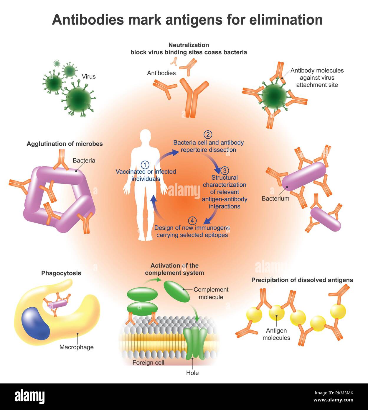 An antibody (Ab), also known as an immunoglobulin is a large, Yshaped