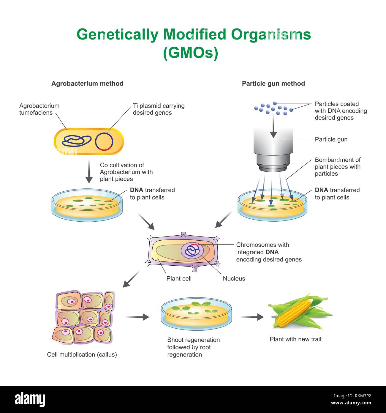 A modified organism (GMO) is an organism or
