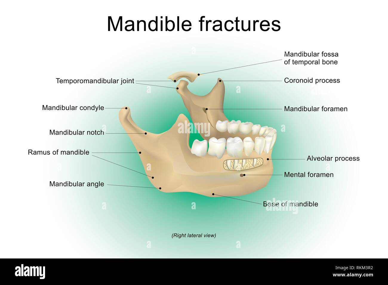 Maxilla And Mandible Anatomy Biology Diagrams