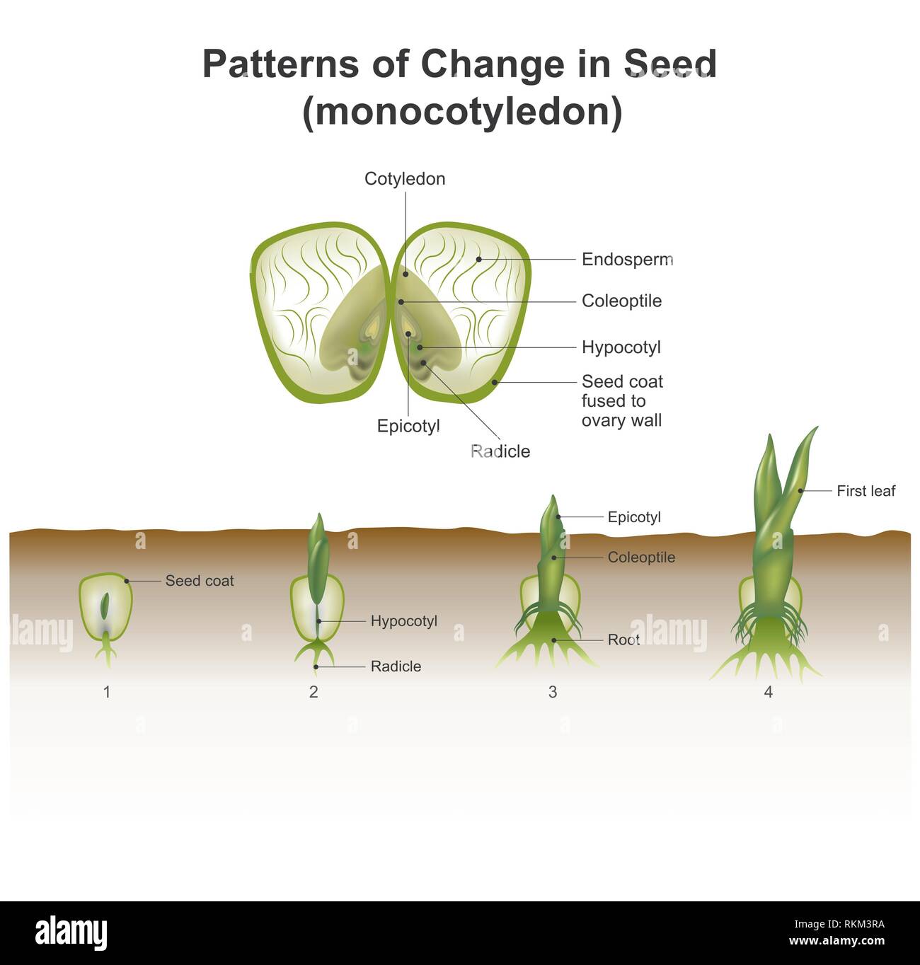 Monocot Seed Vs Dicot Seed
