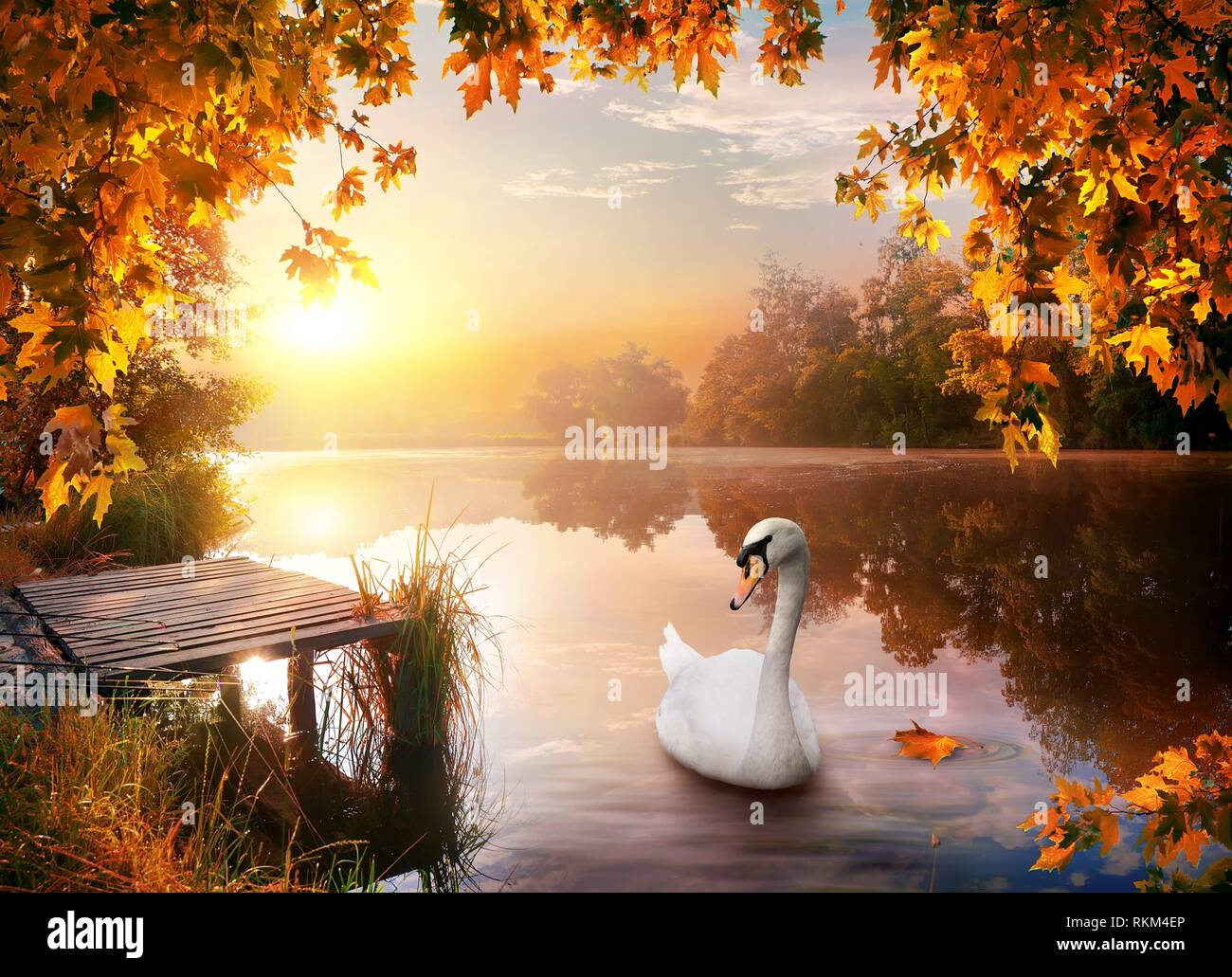 White graceful swan on autumn river in forest. Stock Photo