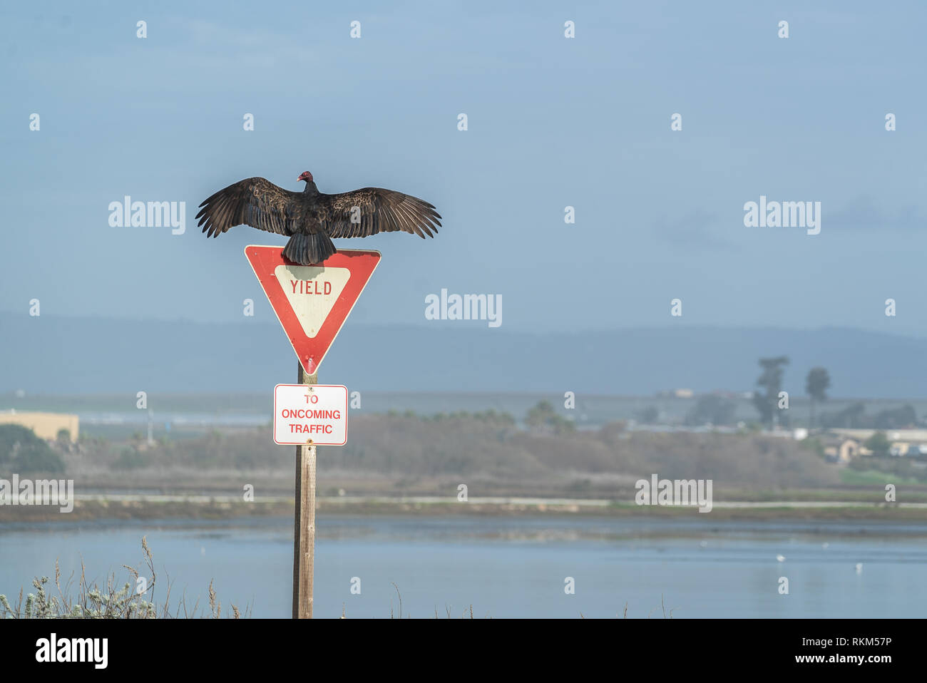 Turkey Vulture Buzzard Condor ready to take flight. Sitting on a Street Yield Sign. California Pacific Ocean Stock Photo