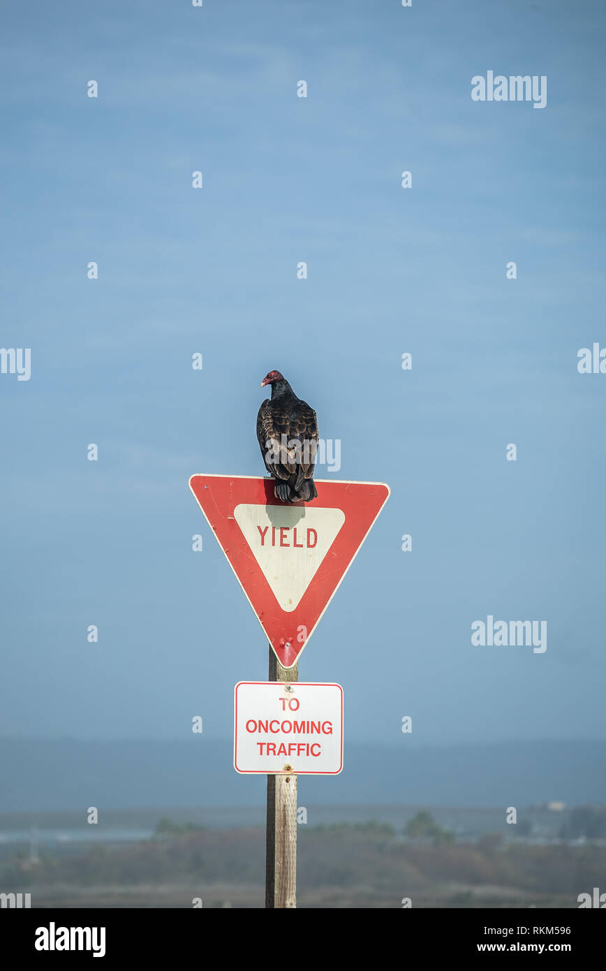 Turkey Vulture Buzzard Condor ready to take flight. Sitting on a Street