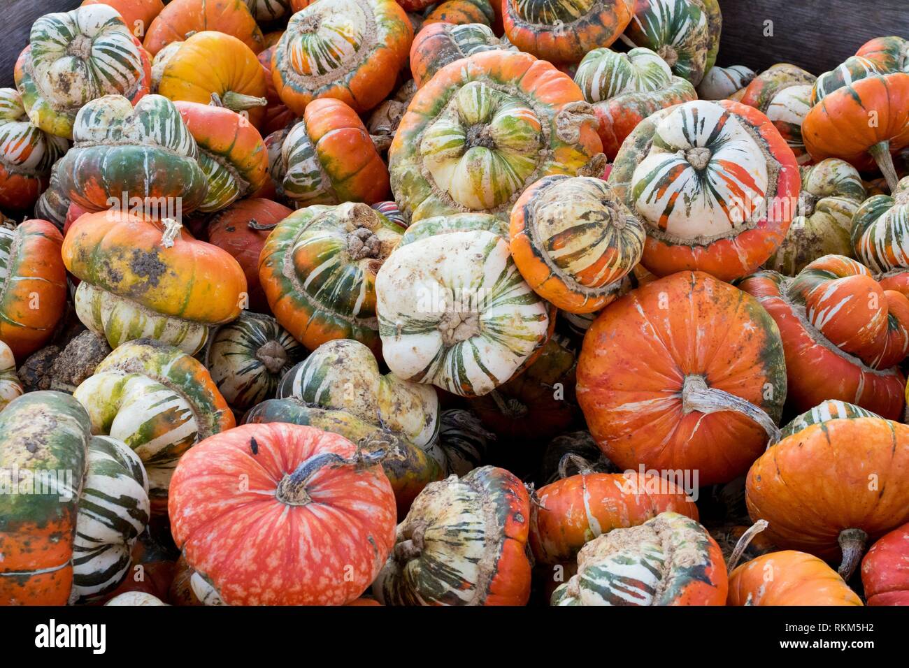 Organic squash variety for sale at Detering Organic Farm near Eugene