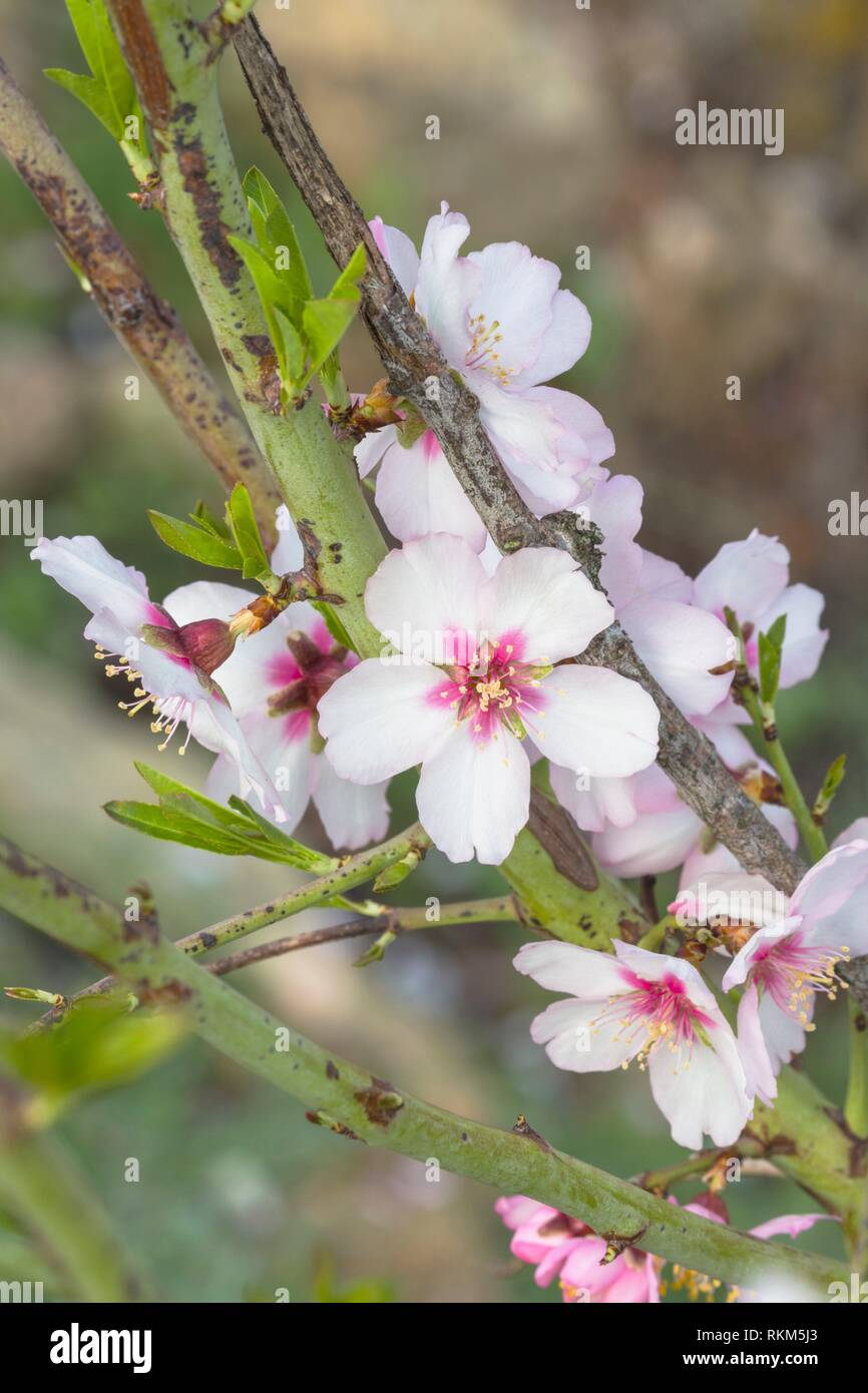Almond blossom tree hires stock photography and images Alamy