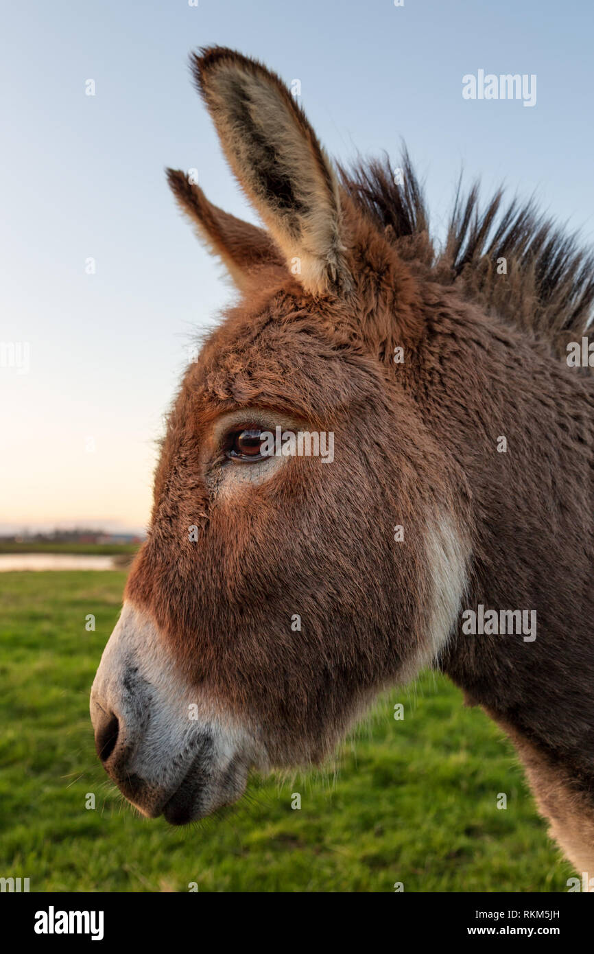 Close-up color image of a donkey with golden sunlight. Stock Photo