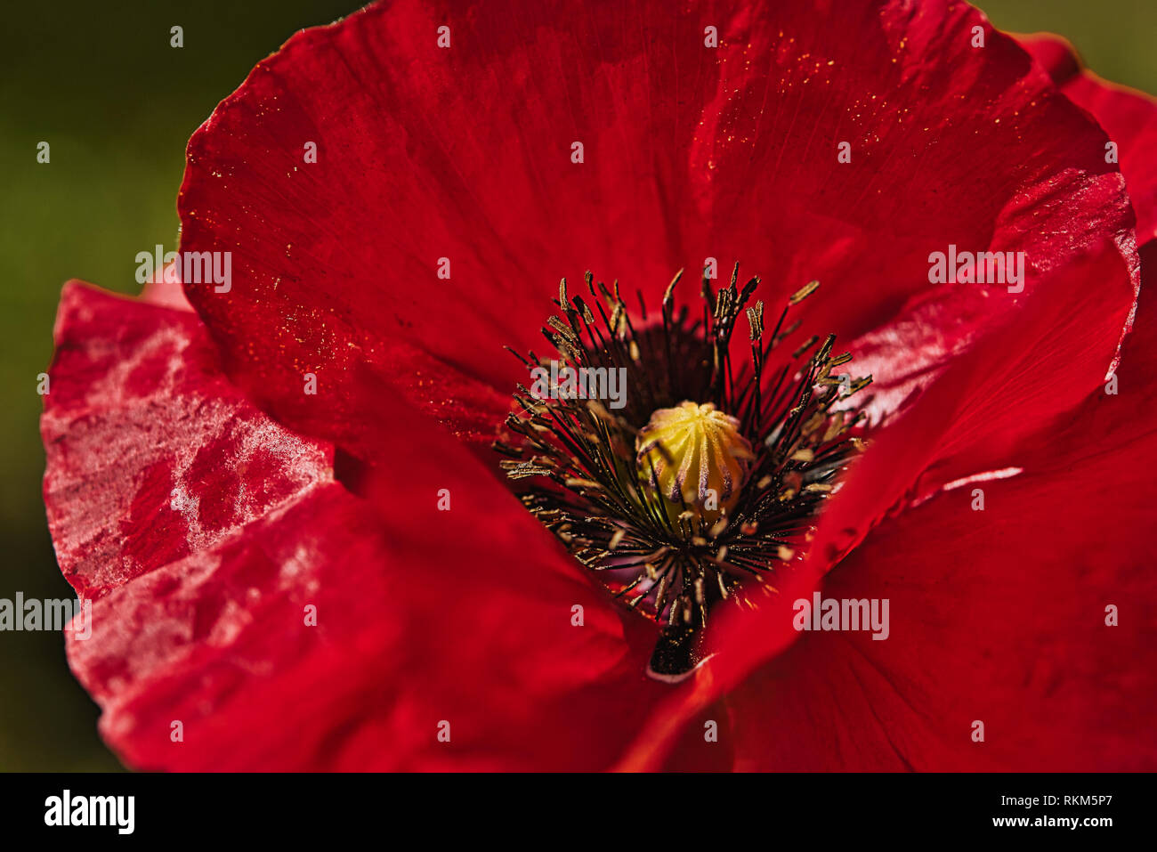 Close up of a Bright Red breadseed Poppy Flower in the wind on a green spring garden. Gentle movements in the breeze. Opium Poppy (Papaver Somniferum) Stock Photo