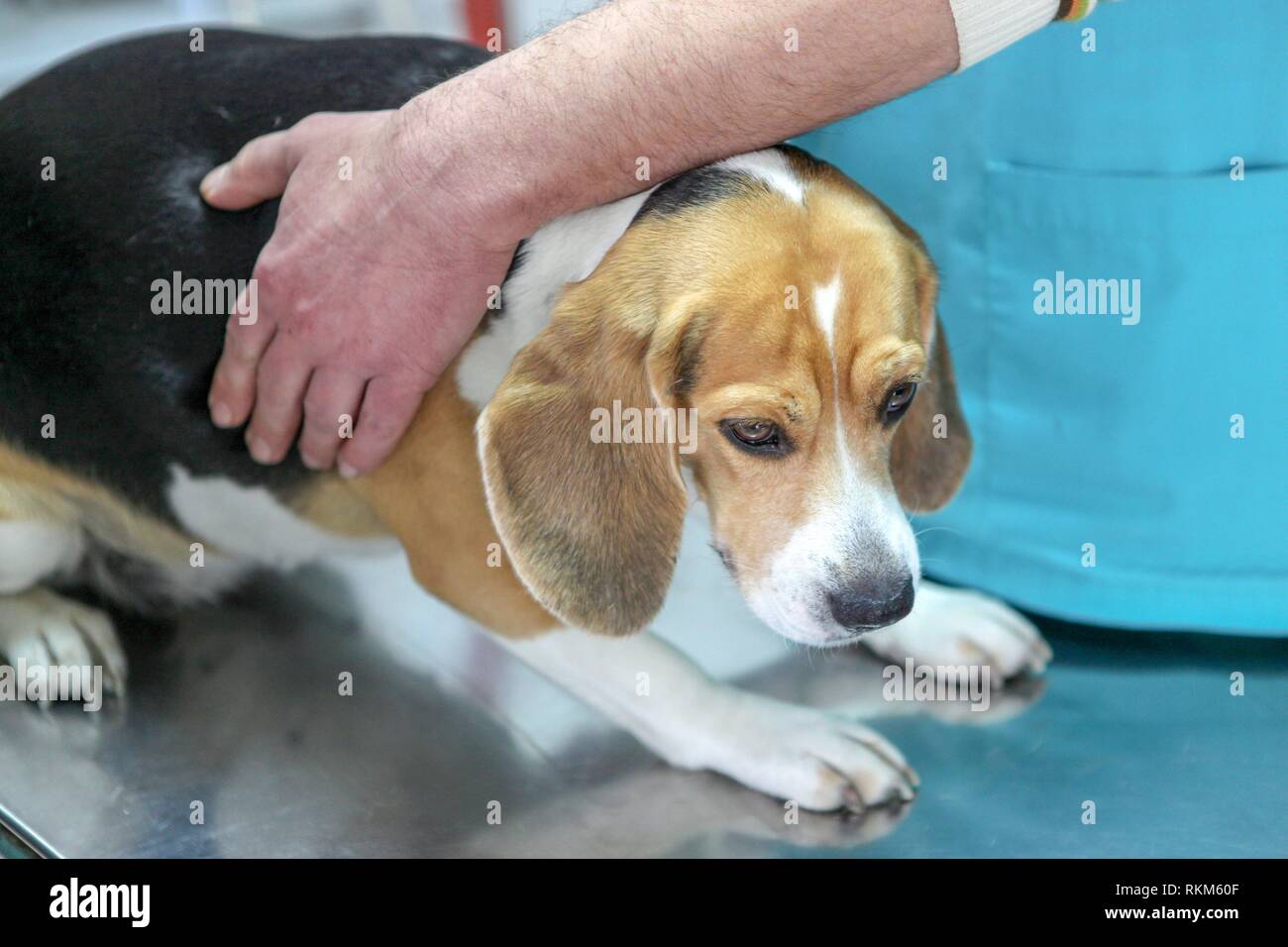 Beagle doctor deals