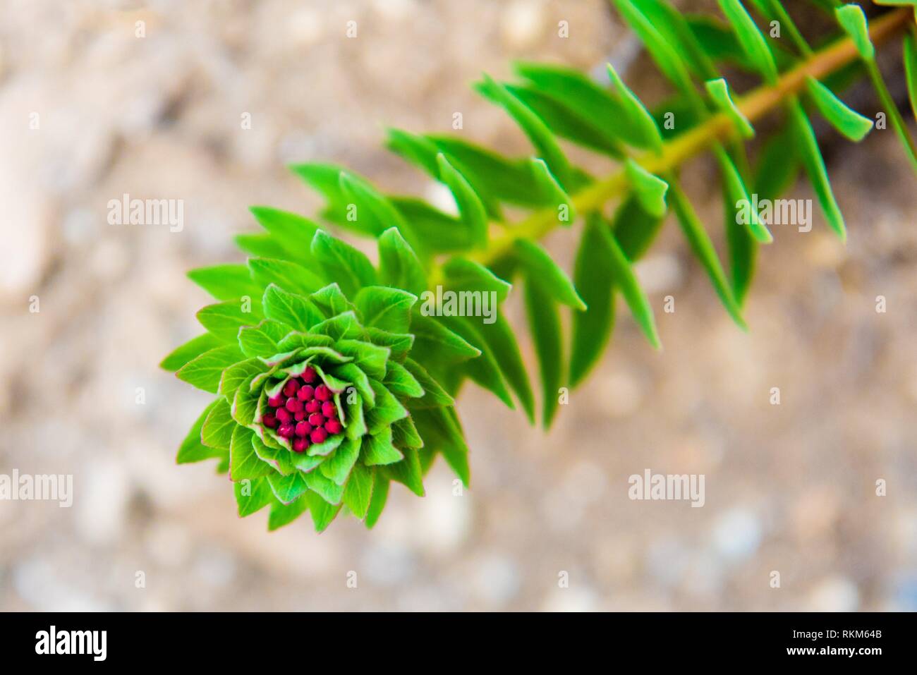 Close-up on native flower plant in Annapurna region, Himalayas, Nepal. Stock Photo