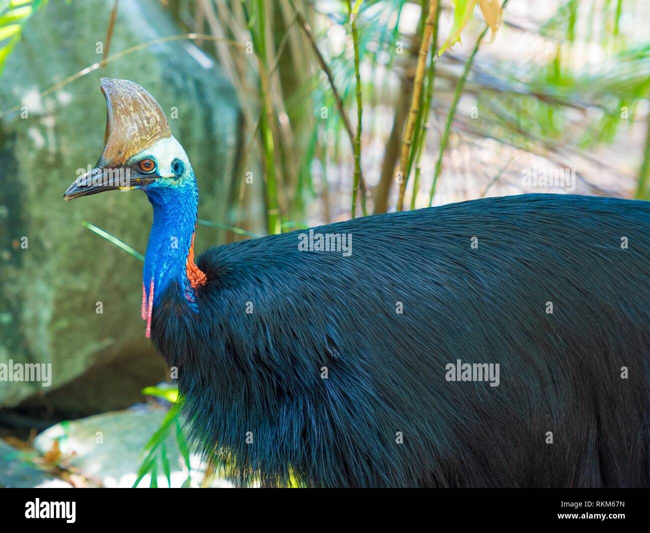 Portrait of Cassowary bird, native to the tropical forests of New Guinea and northeastern Australia. Stock Photo