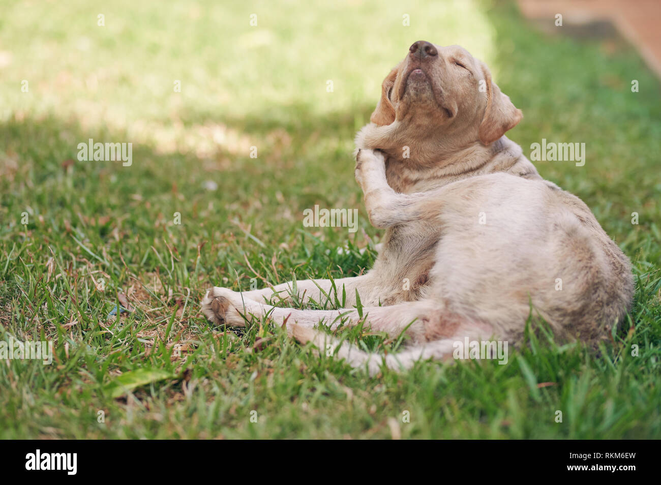 Dog scratch himself laying on park grass background Stock Photo Alamy