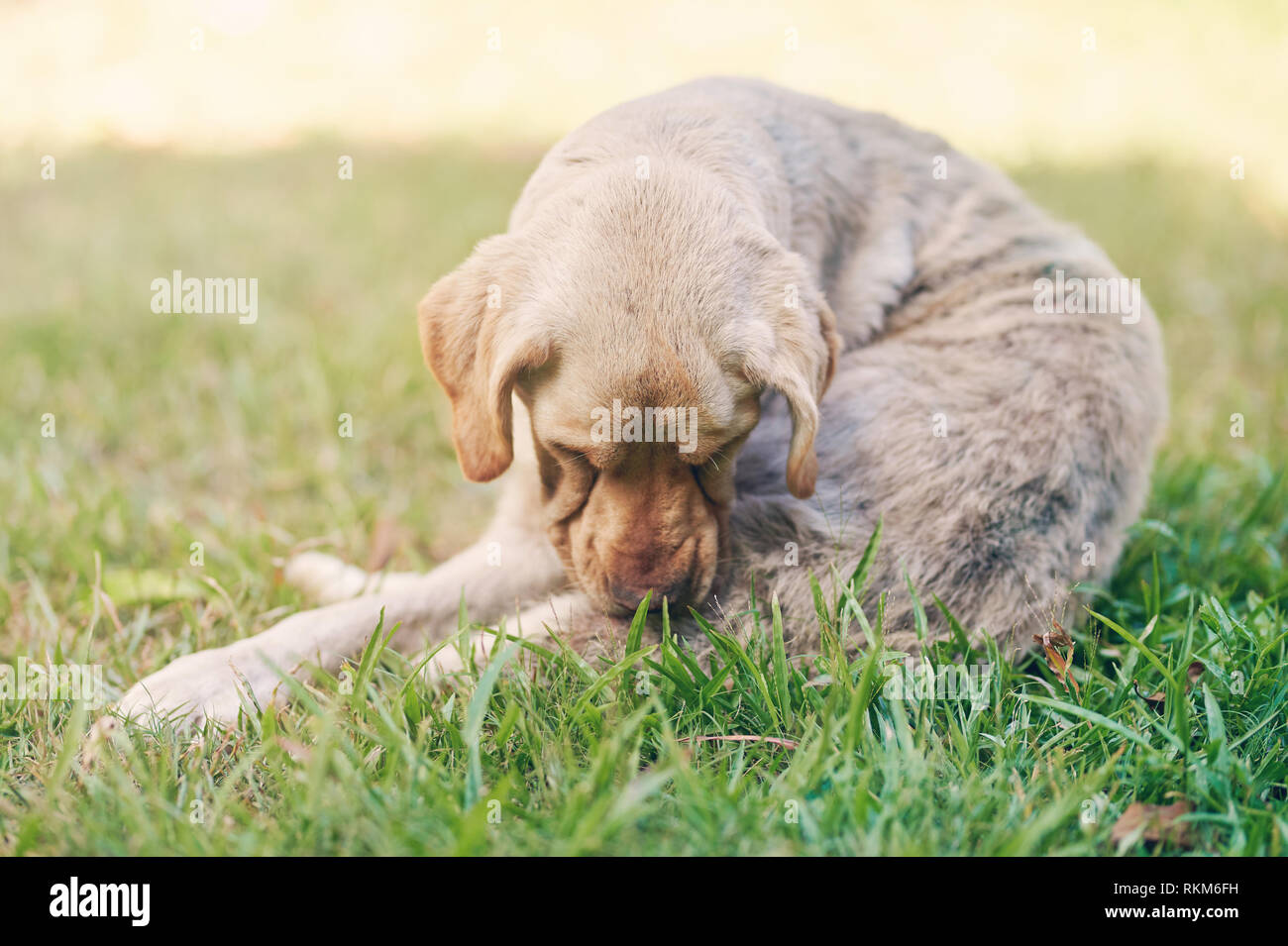 Brown labrador bite his skin laying on grass Stock Photo