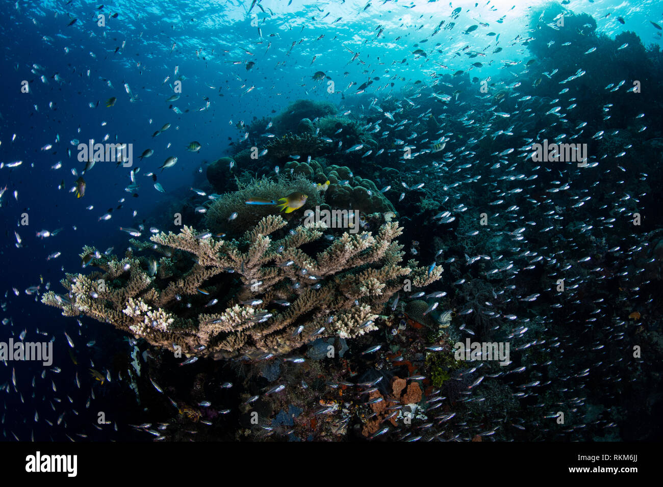 Corals and fish thrive in Raja Ampat, Indonesia. This beautiful and remote region is known for its astounding marine biodiversity. Stock Photo