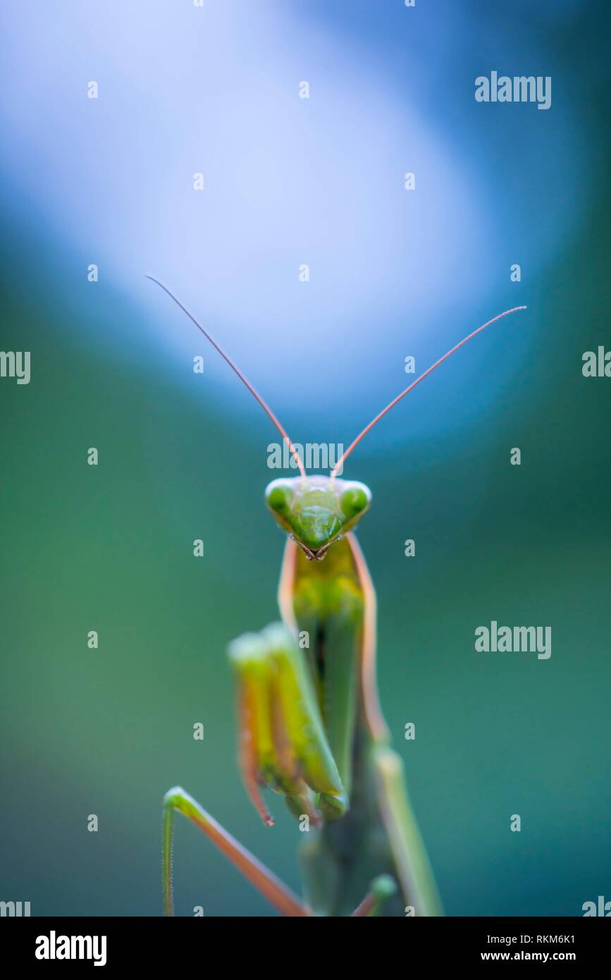 European mantis - Mantis (Mantis religiosa), Cantabria, Spain Stock Photo