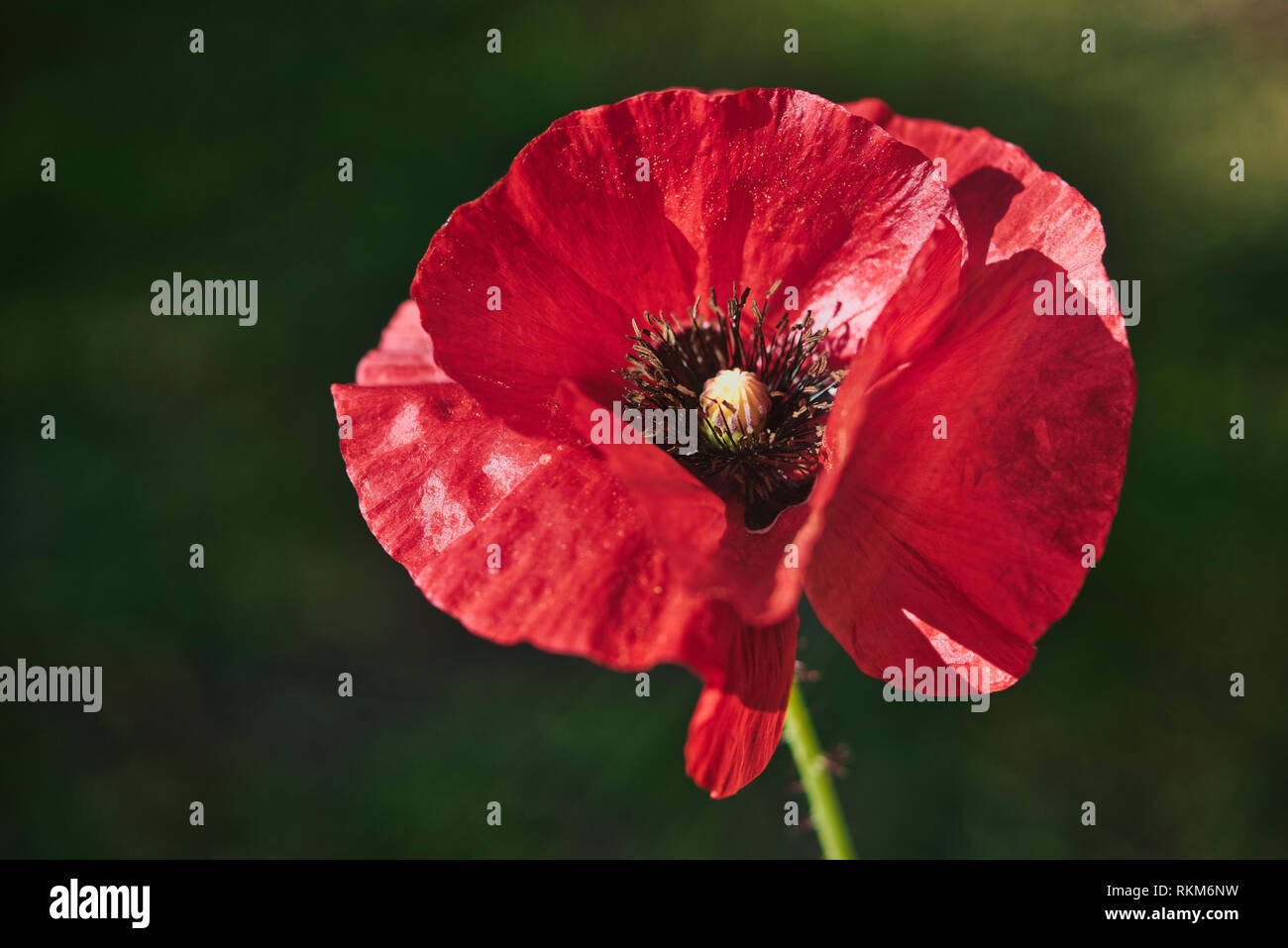 Colorful Red Poppy Flower in the wind on a green spring garden. Gentle movements in the breeze. Common Poppy. (Papaver Rhoeas). Stock Photo