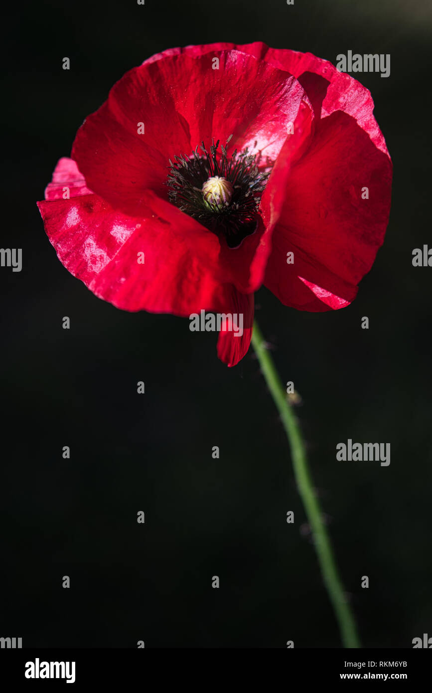 Elegant  Red Poppy Flower in the wind on a green spring garden. Gentle movements in the breeze. Common Poppy. (Papaver Rhoeas). Stock Photo