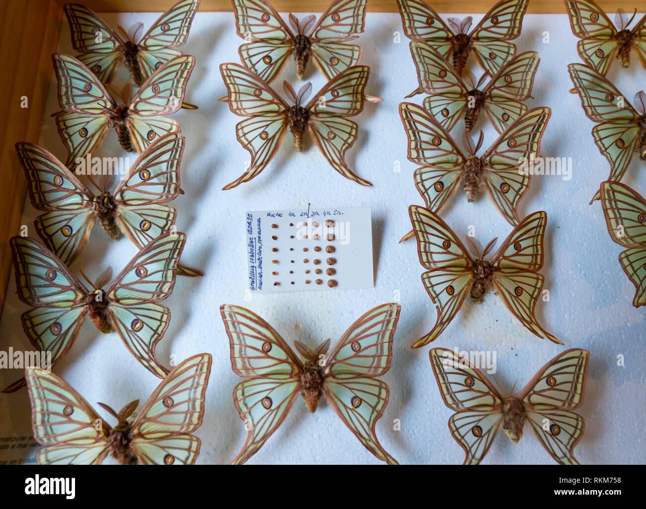 Scientific studies on butterfly MARIPOSA ISABELINA SPANISH MOON MOTH