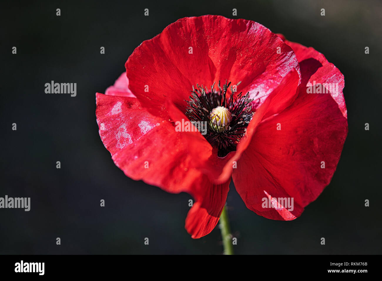 Fragile Red Poppy Flower in the wind on a green spring garden. Gentle movements in the breeze. Common Poppy. (Papaver Rhoeas). Stock Photo