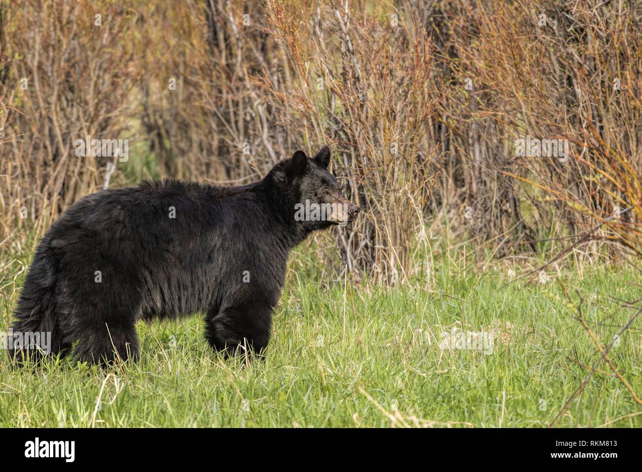 Black Bear (Ursus americanus). Yellowstone National Park, USA Stock Photo