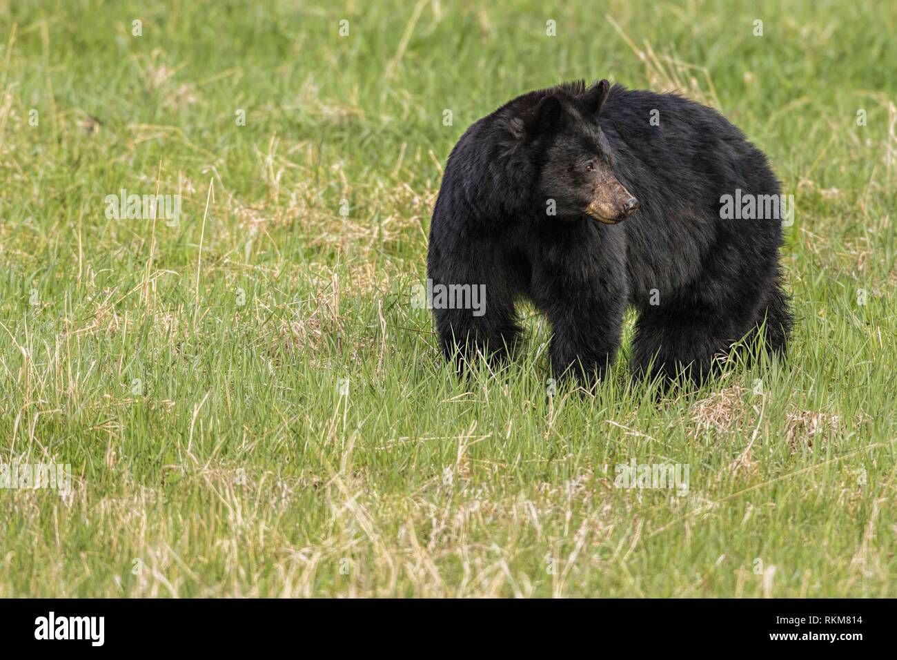Black Bear (Ursus americanus). Yellowstone National Park, USA Stock Photo