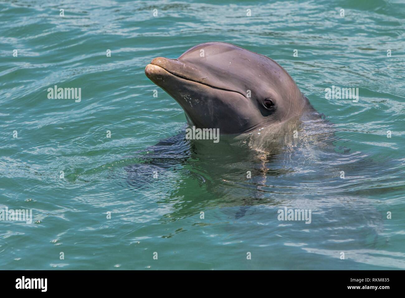 Bottlenose Dolphin (Tursiops truncatus). Port of Belize City. Belize. Stock Photo