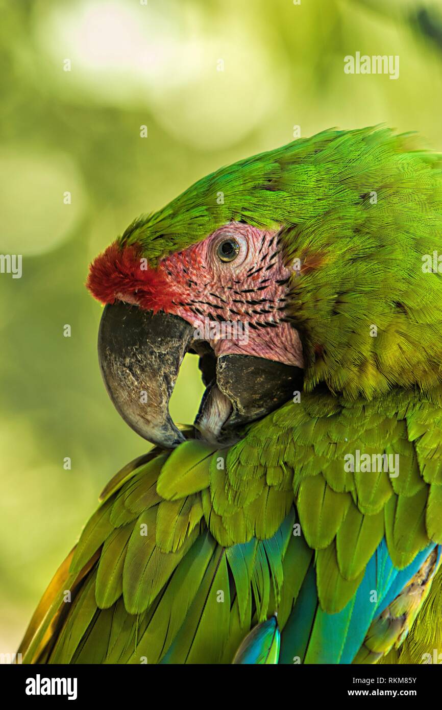 Macaw (ara macao). Gumbalimba Park. Roatan. Honduras. Stock Photo