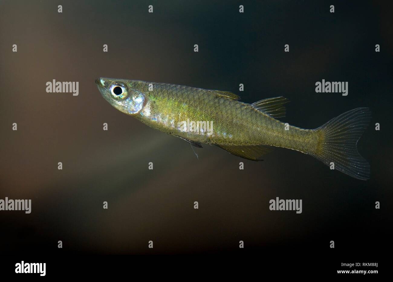 Threadfin rainbowfish (Iriatherina werneri Stock Photo Alamy