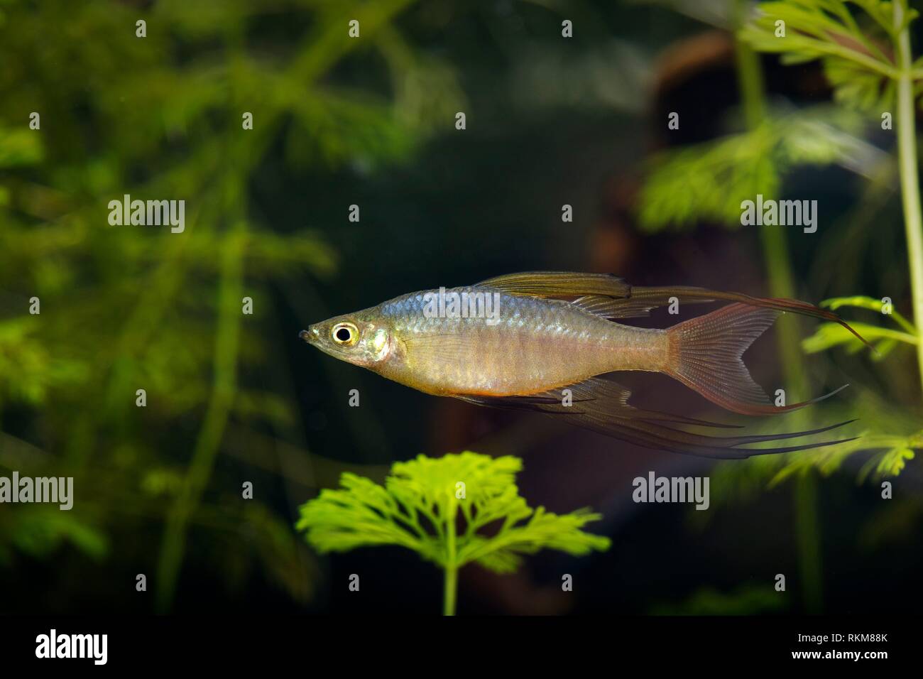 Threadfin rainbowfish (Iriatherina werneri Stock Photo - Alamy