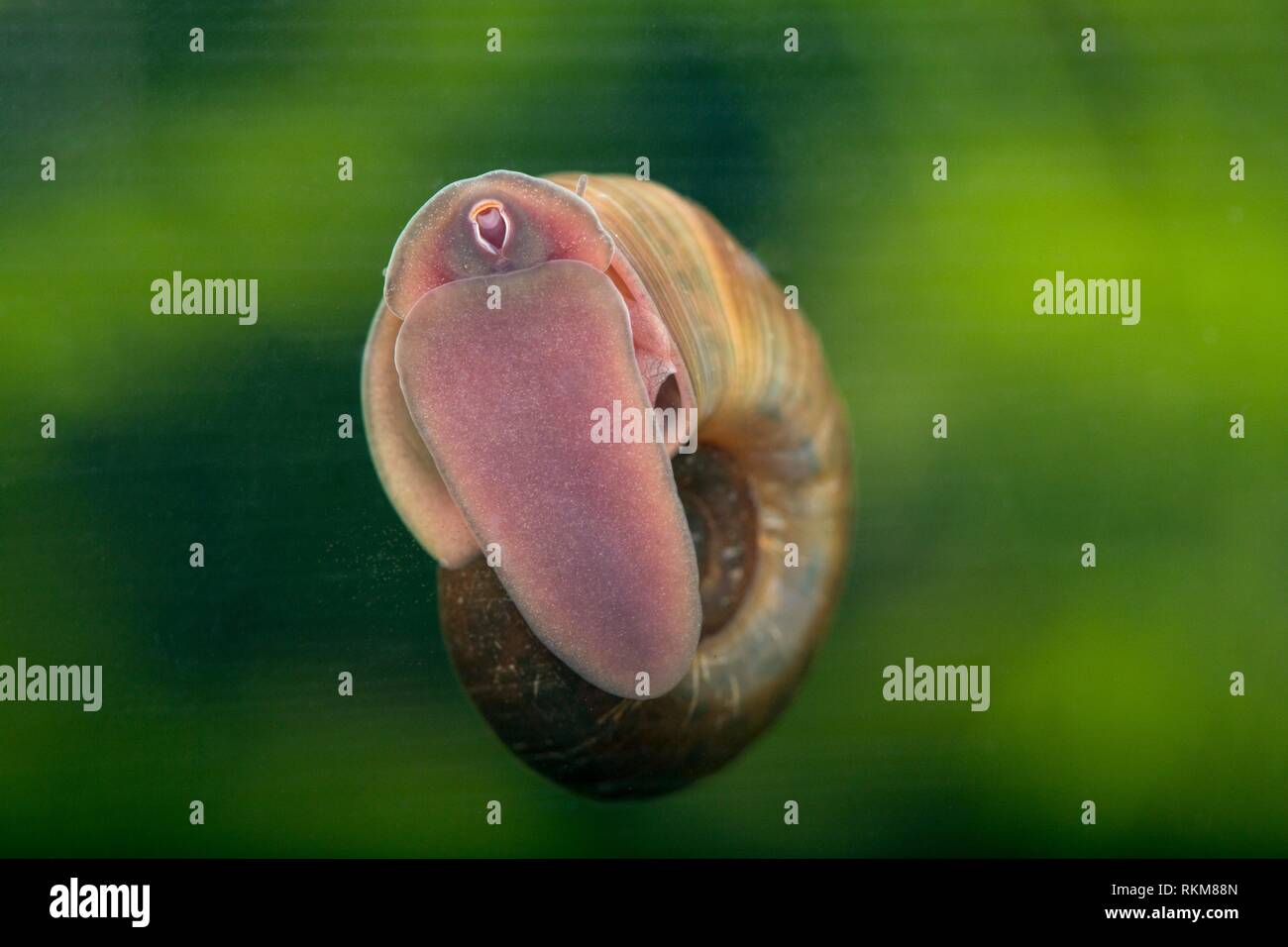 Great ramshorn snail (Planorbis corneus) Stock Photo