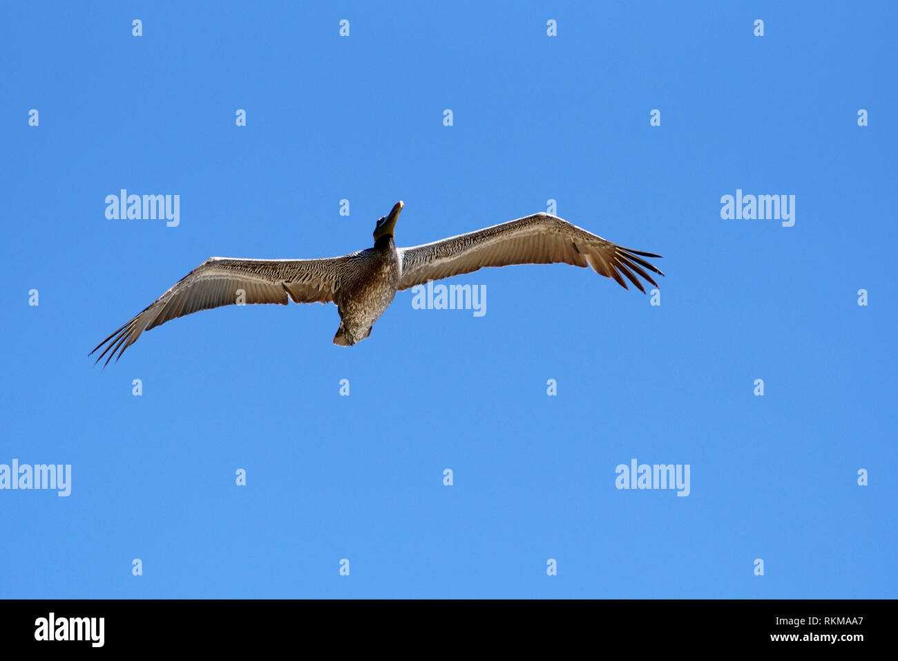 A single seagull flies in the sky. Stock Photo