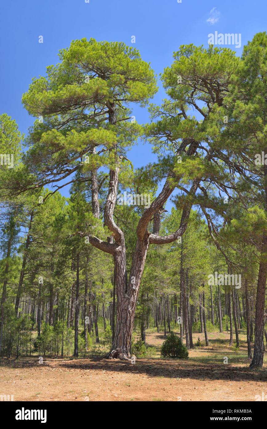 Big and old Pinus nigra, Austrian Pine, Las Majadas, Cuenca province