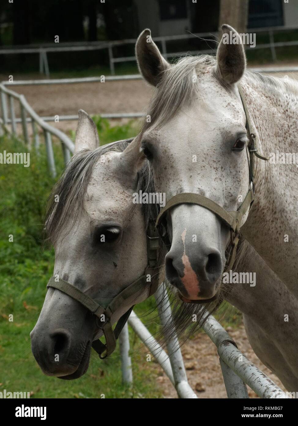 Arabian Horse Stud. Janow Podlaski. Poland Stock Photo Alamy