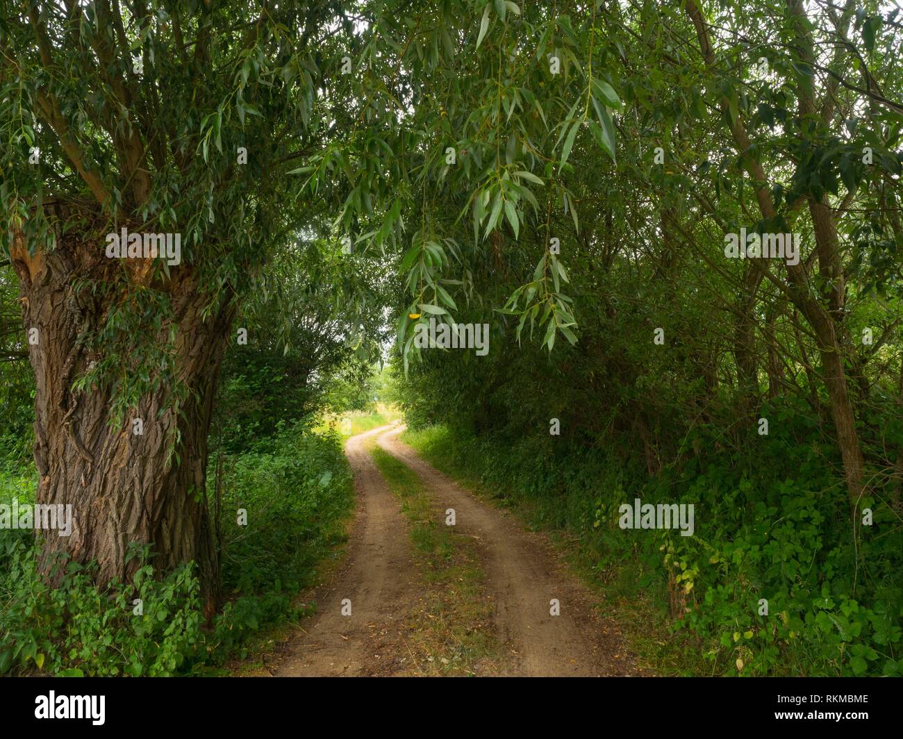 Country road with willow. Poland Stock Photo Alamy