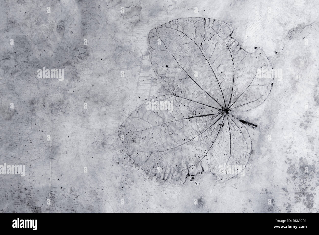 Leaf texture in concrete floor surface Stock Photo
