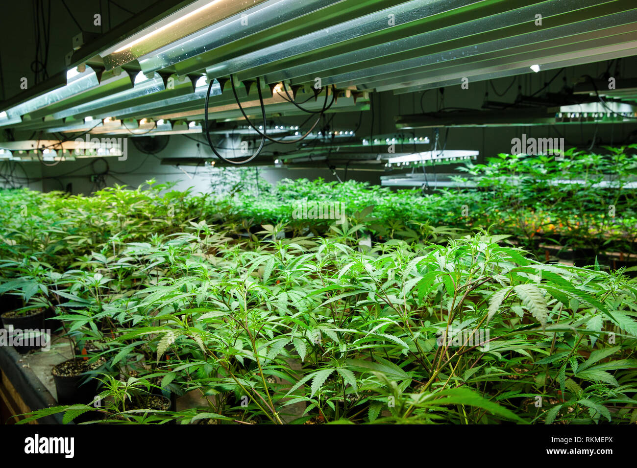 Legal Cannabis Grow Room Series Marijuana Growing And