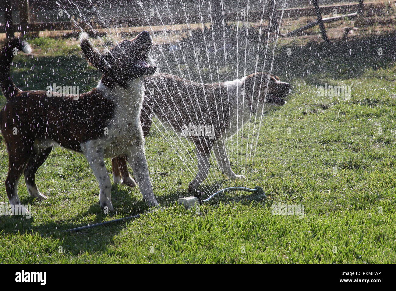 Dogs Playing in Water Stock Photo