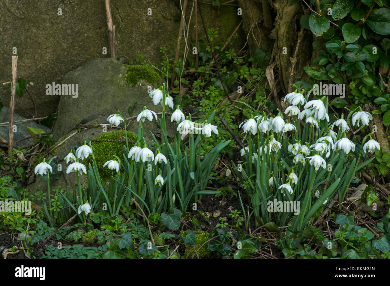 These early flowering plants are welcome in mid winter. Stock Photo