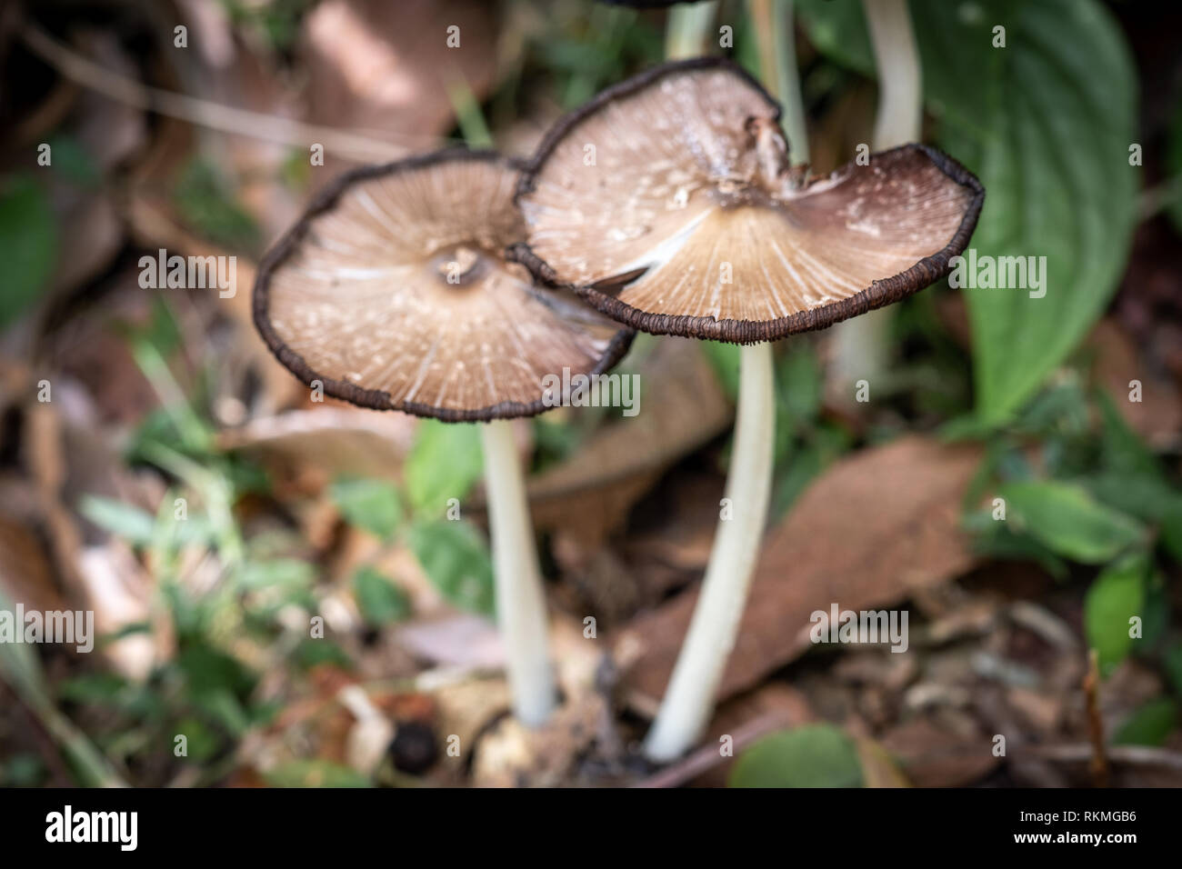 Closeup of inedible mushrooms that grew naturally on well-manured land in the garden. Stock Photo