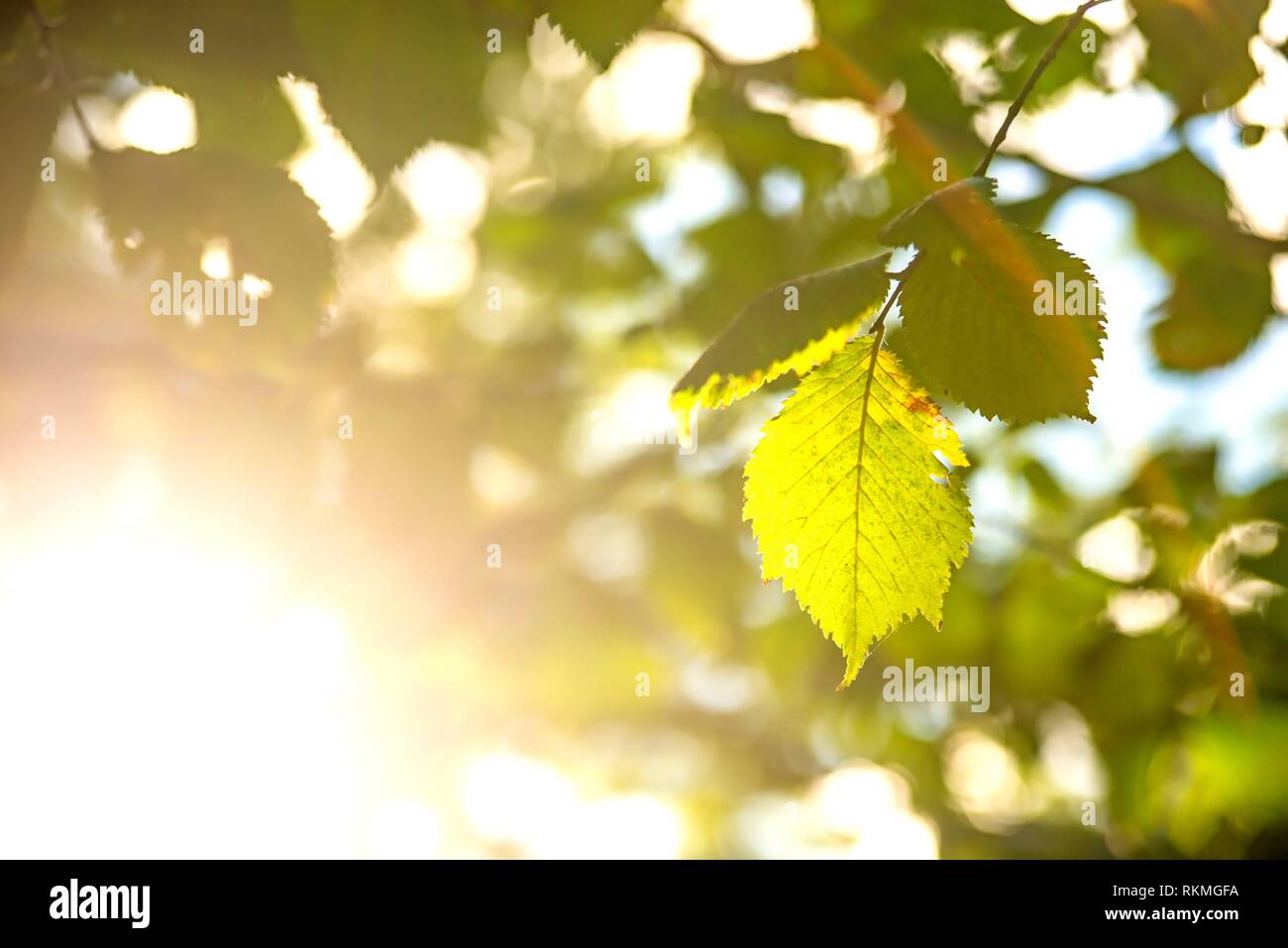 Indian Beech High Resolution Stock Photography and Images - Alamy