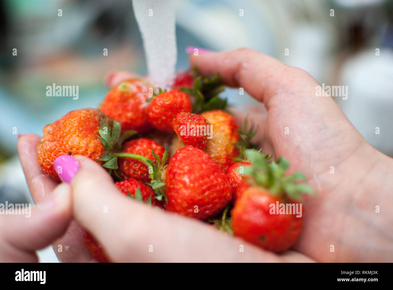 women's hands hold fresh ripe strawberries Stock Photo