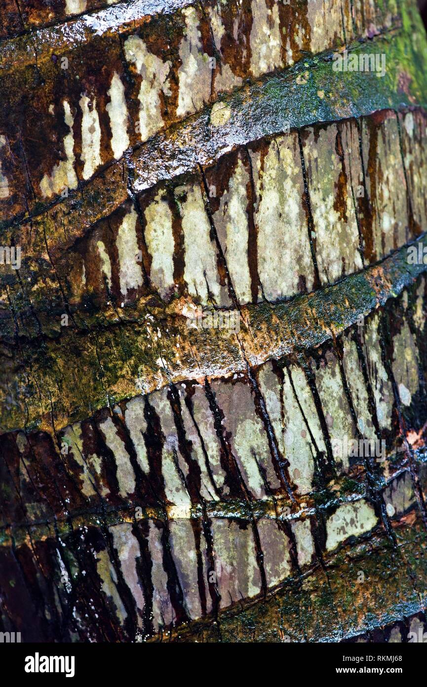 Close-up of palm tree bark , Ankanin Ny Nofy, Madagascar. Stock Photo