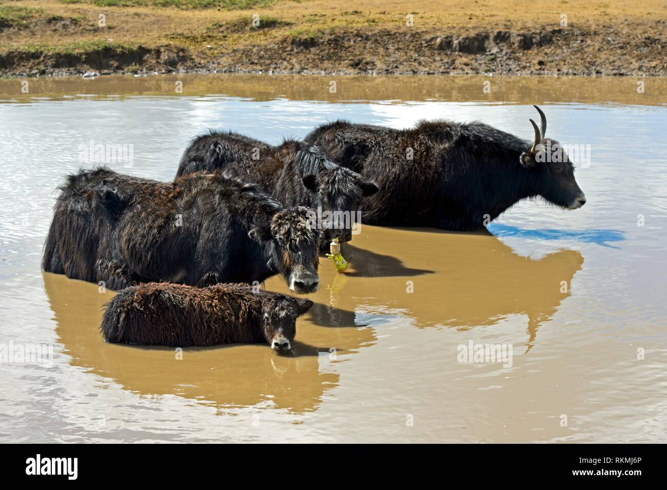 Yak family is chilling in a pond on a hot summer day, near Ulaanshiveet, Bulgan Province, Mongolia. Stock Photo